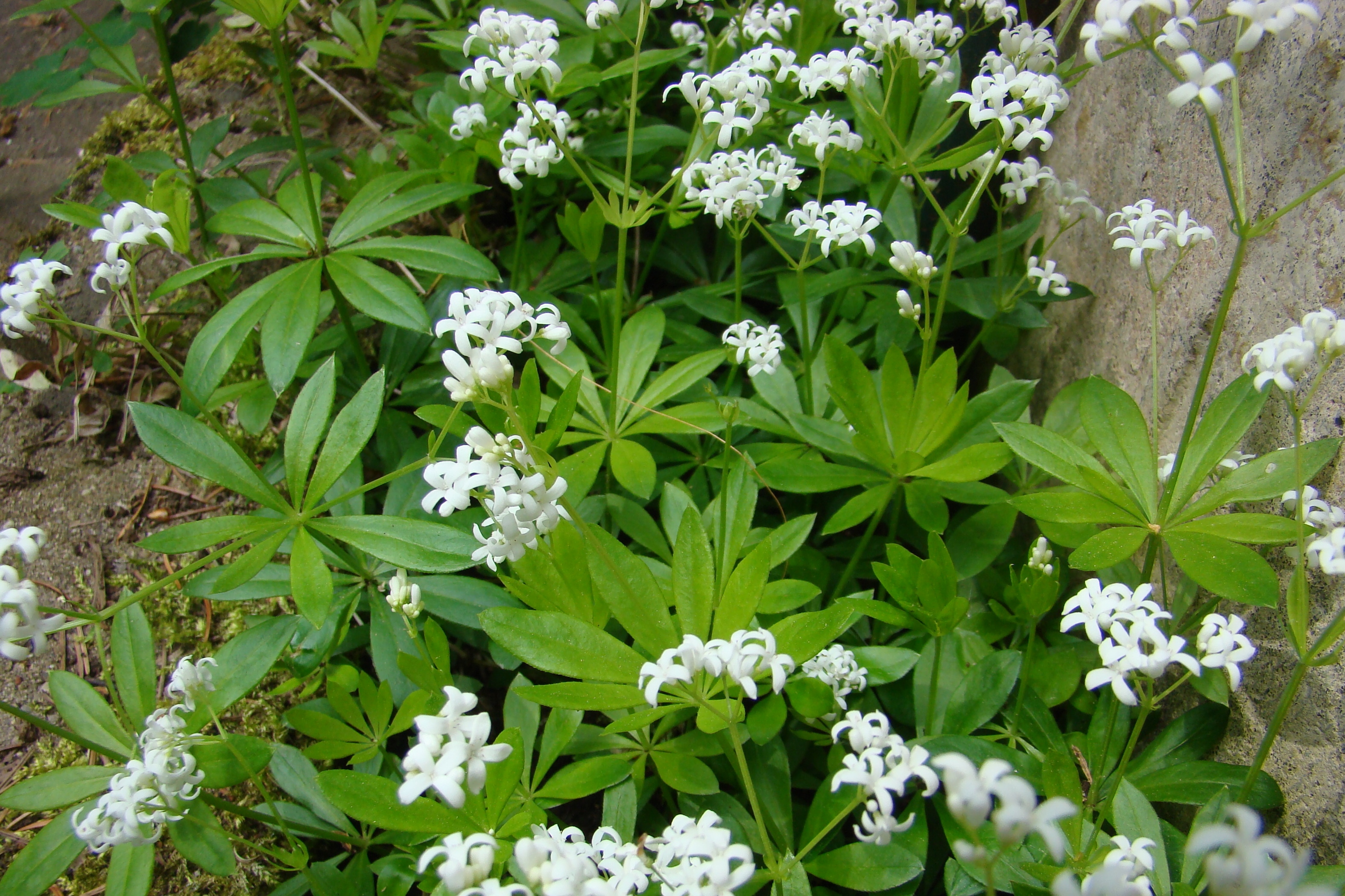 Sweetscented Bedstraw