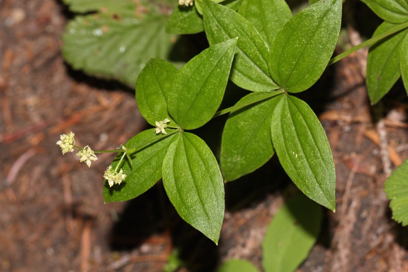 Oregon Bedstraw