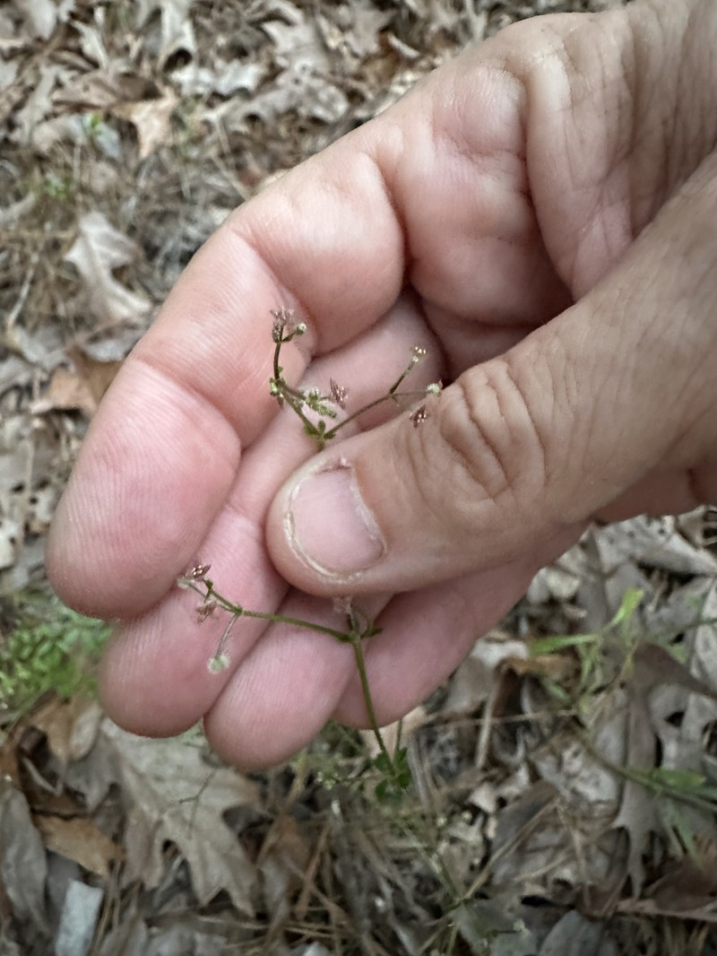 Galium orizabense subsp. laevicaule