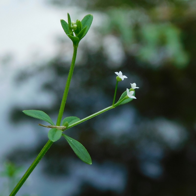 Galium orizabense subsp. laevicaule photo 2