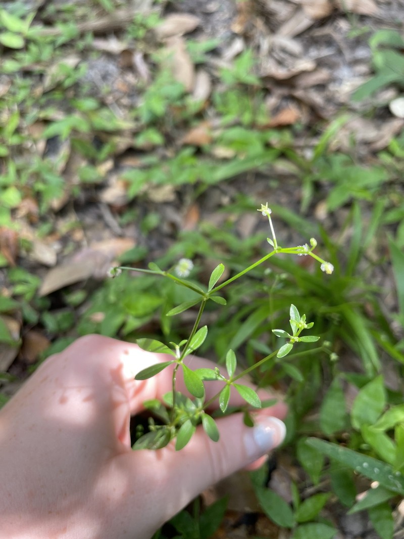 Galium orizabense subsp. laevicaule photo 3