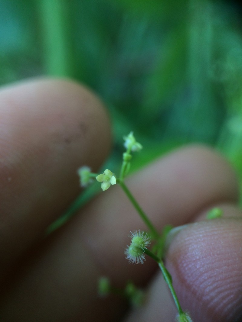 Galium orizabense subsp. laevicaule photo 4