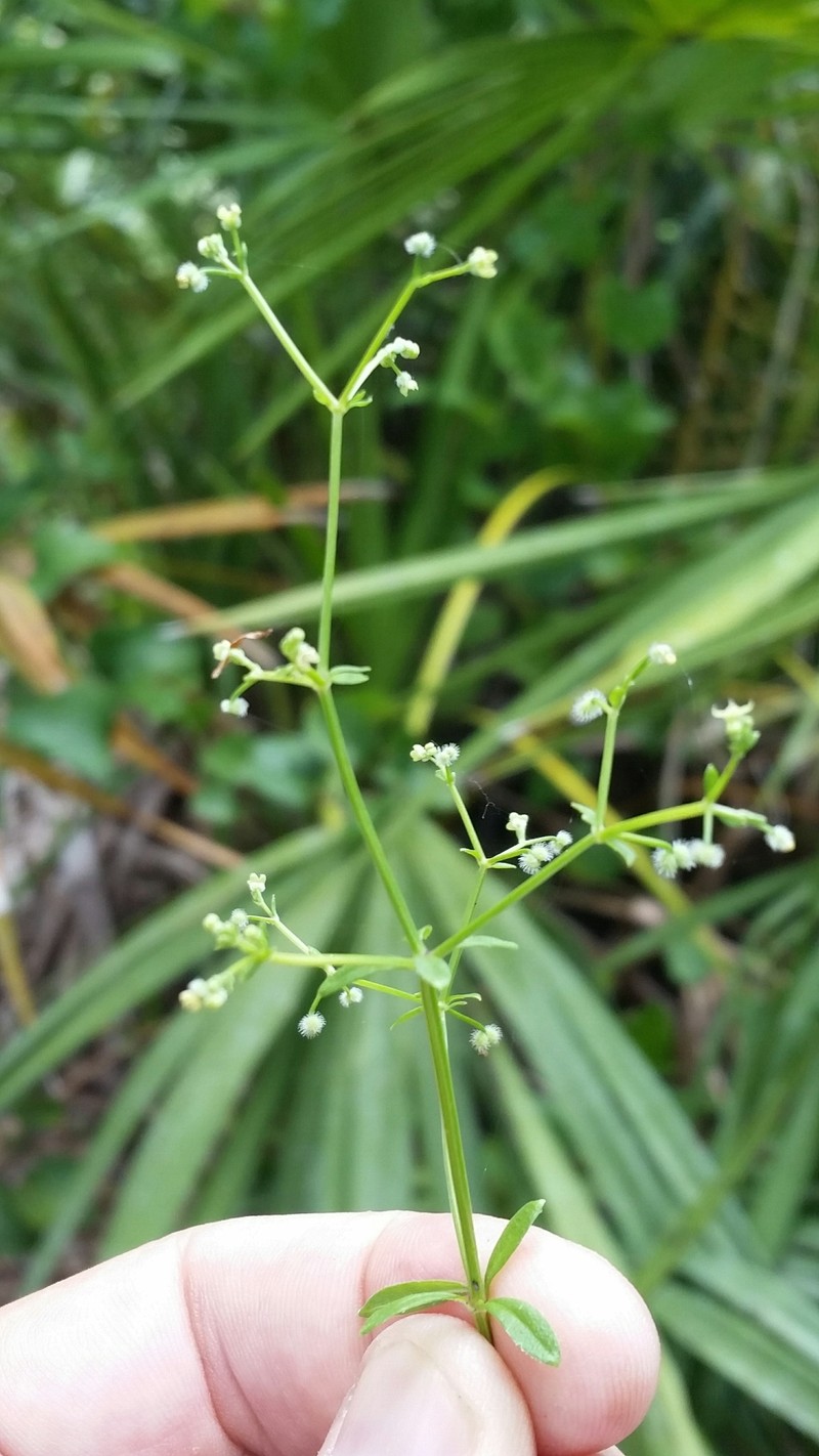 Galium orizabense subsp. laevicaule photo 5