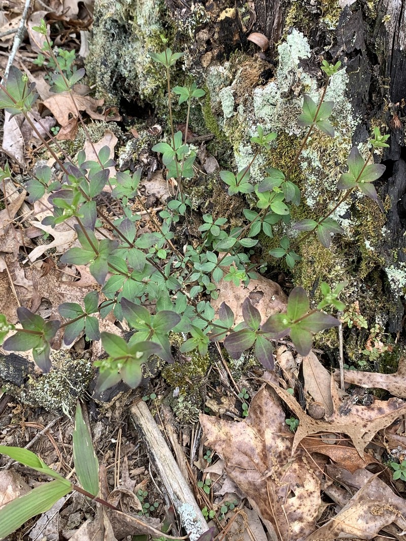 Galium orizabense subsp. laevicaule photo 6