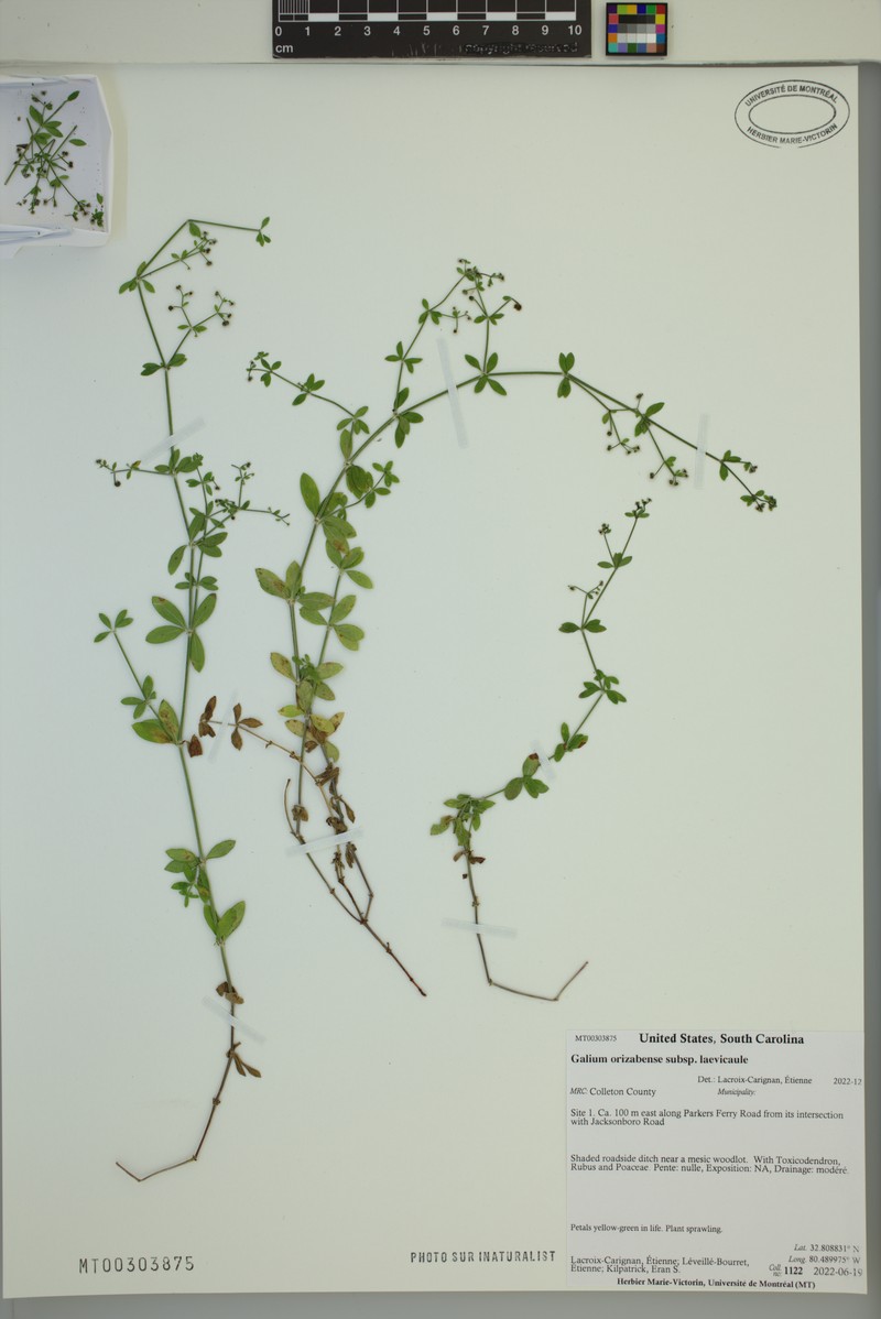 Galium orizabense subsp. laevicaule photo 7