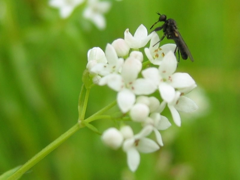 Common Marsh Bedstraw
