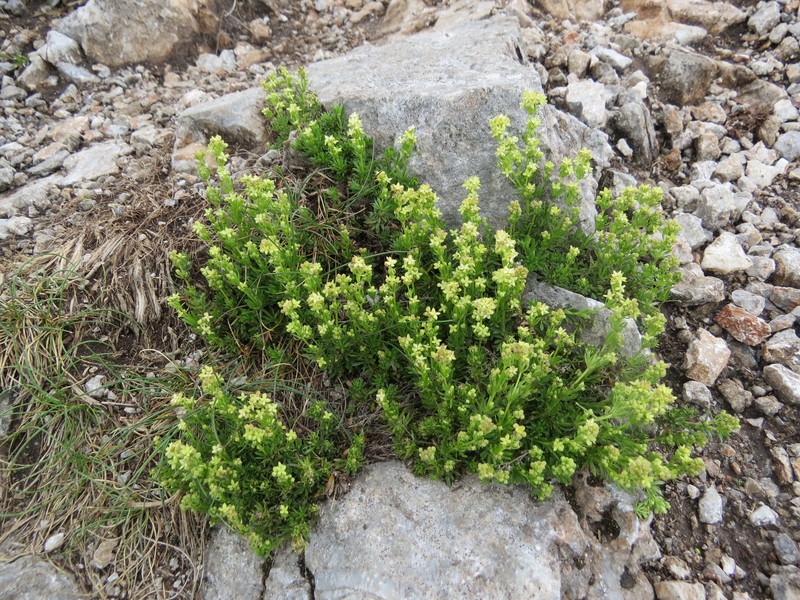Bedstraw photo 2