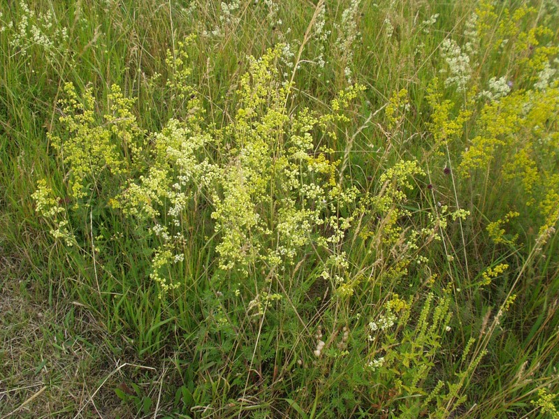 Bedstraw