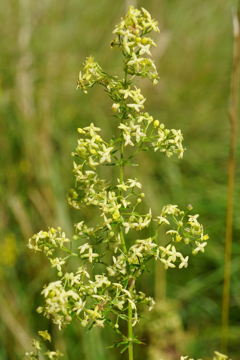 Bedstraw photo 3