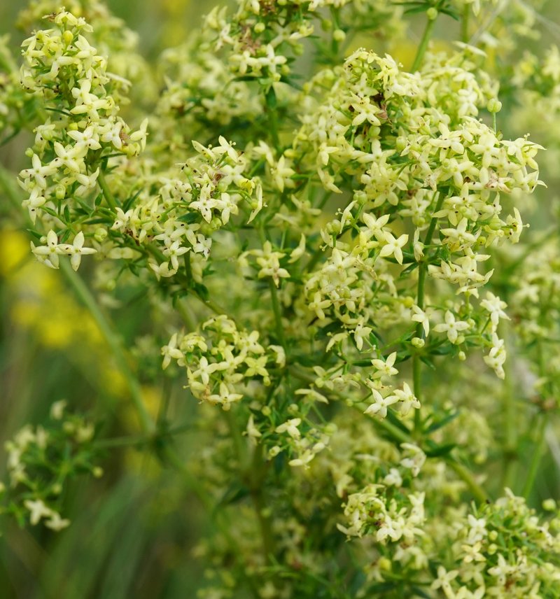 Bedstraw photo 4