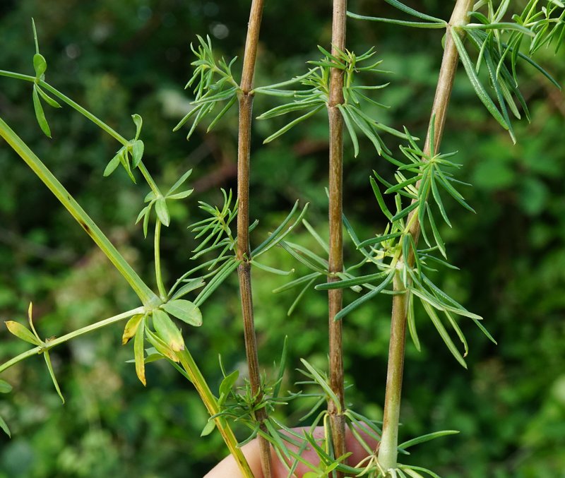 Bedstraw photo 5