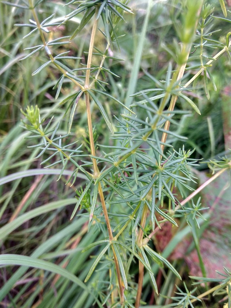 Bedstraw photo 6