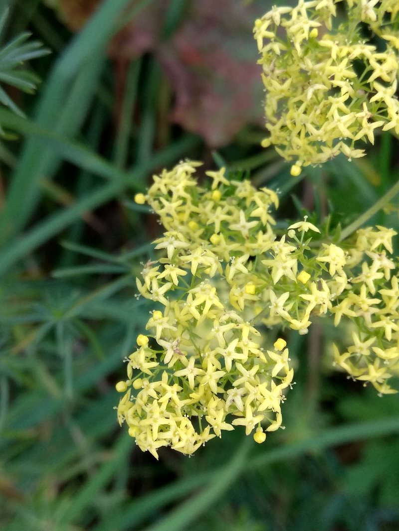 Bedstraw photo 7