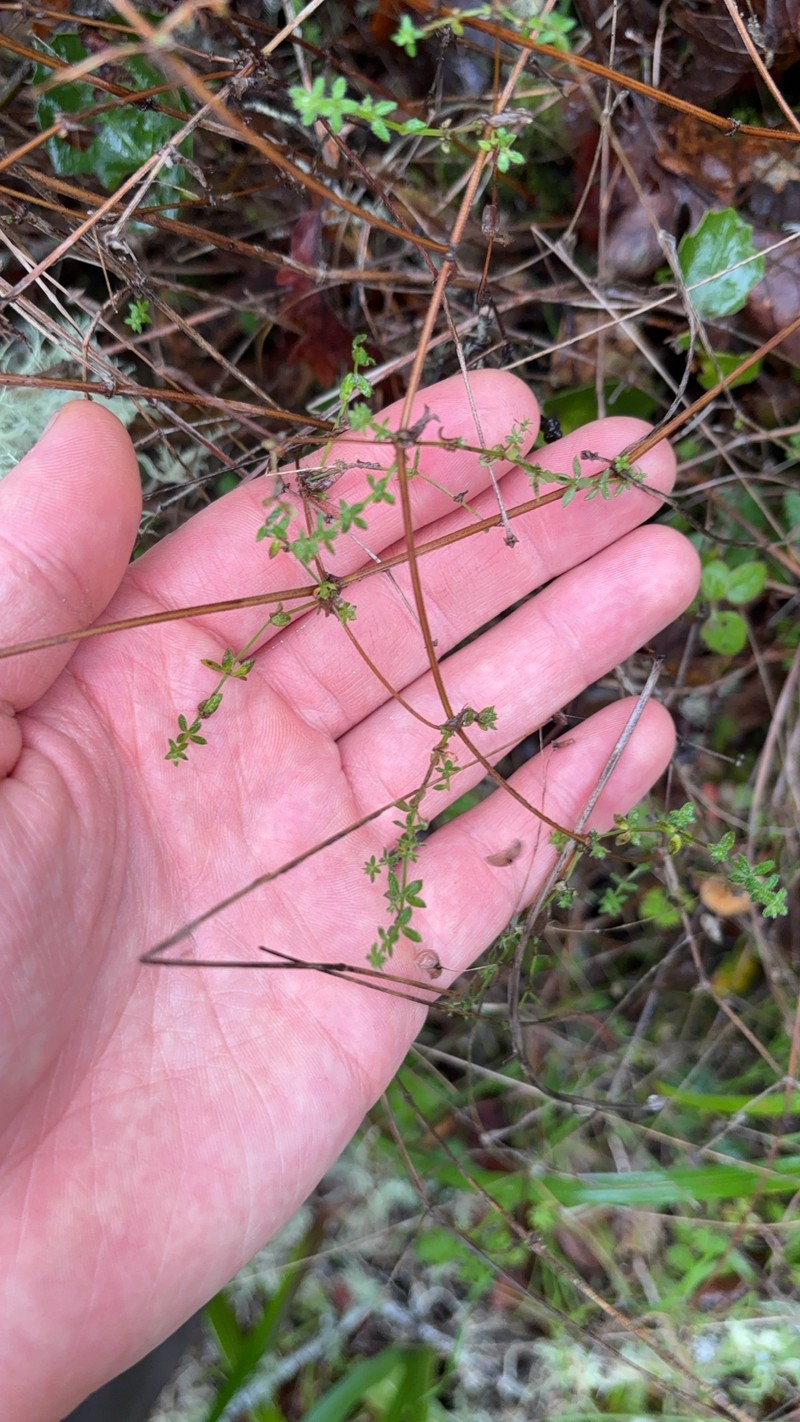 Galium porrigens var. porrigens
