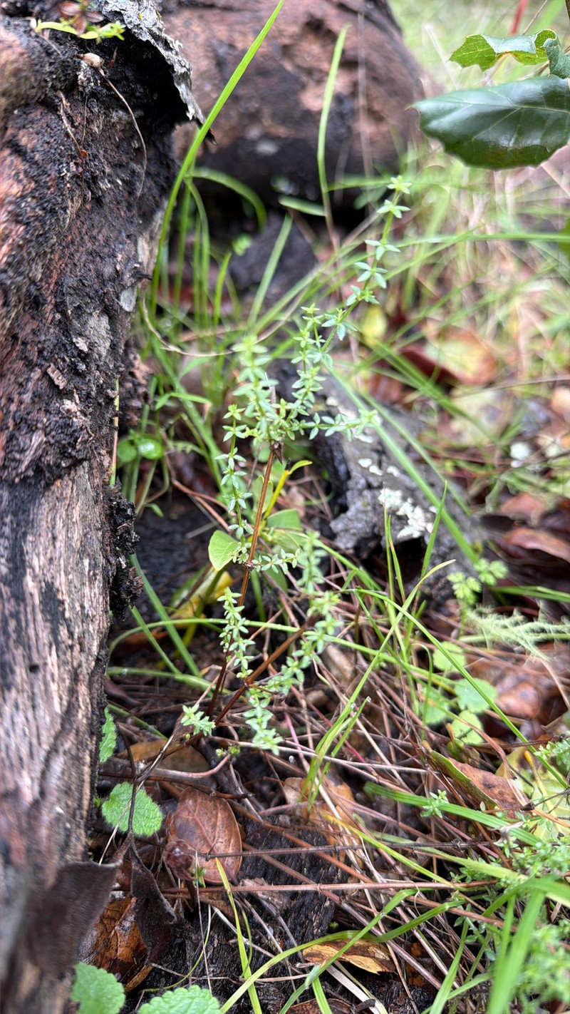 Galium porrigens var. porrigens photo 2