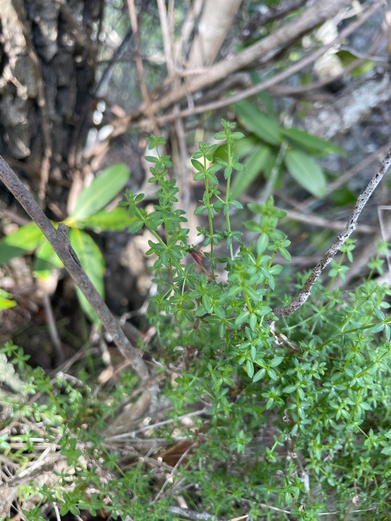 Galium porrigens var. porrigens photo 3