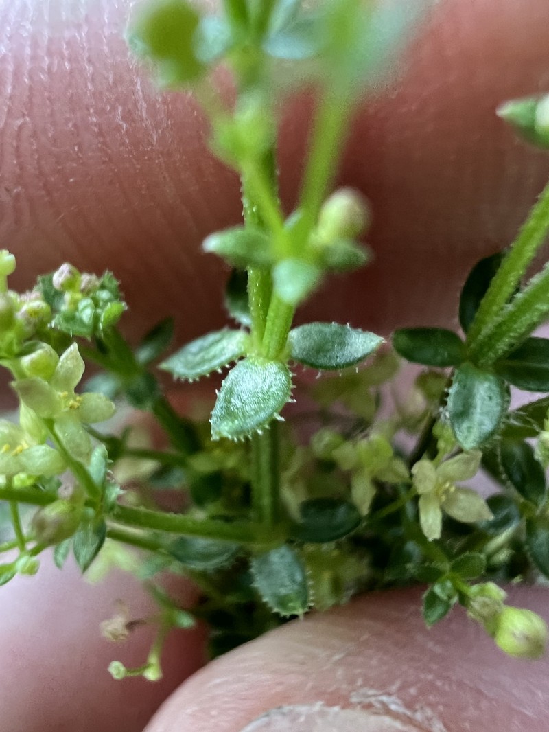 Galium porrigens var. porrigens photo 4