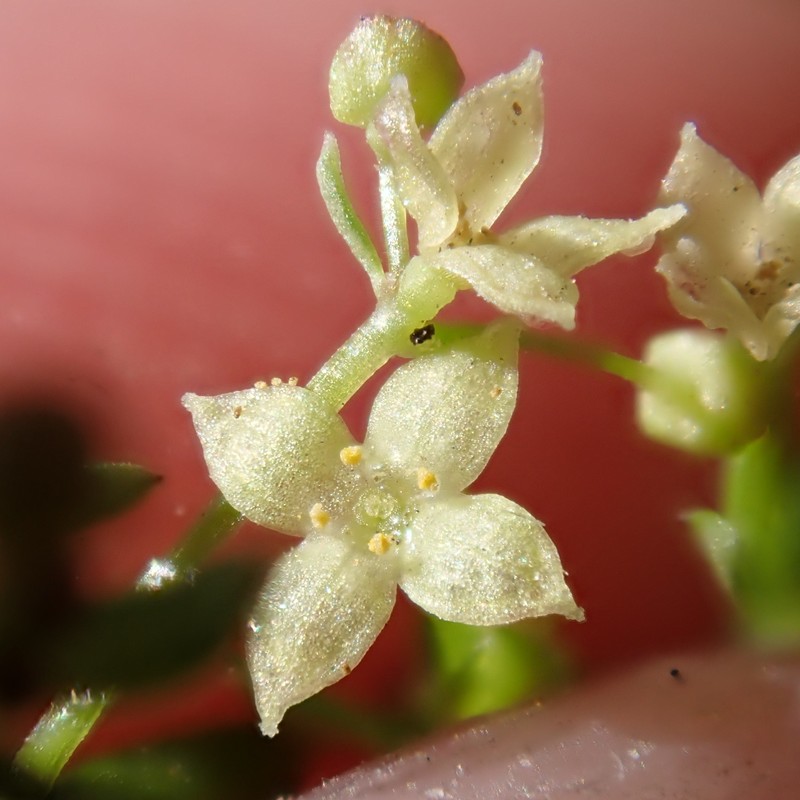 Galium porrigens var. porrigens photo 5