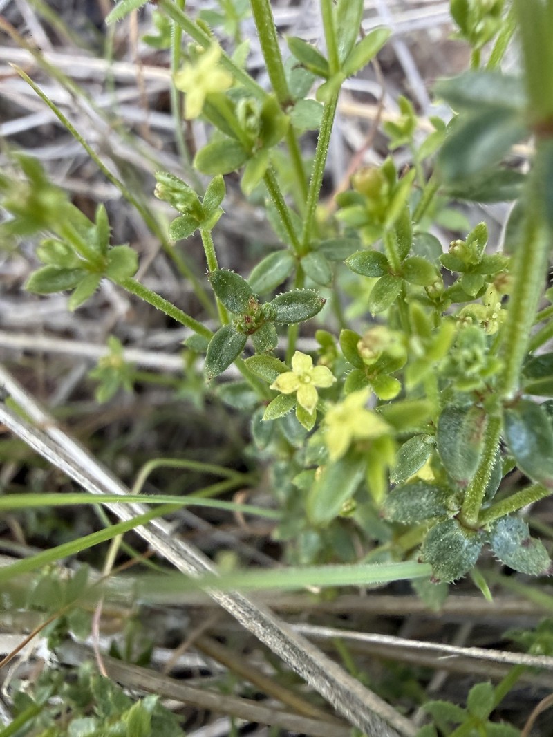 Galium porrigens var. porrigens photo 6