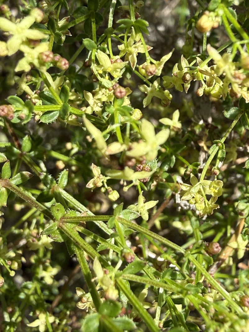 Galium porrigens var. porrigens photo 7