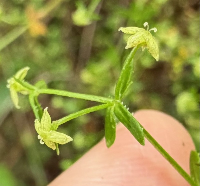 Galium porrigens var. porrigens photo 8