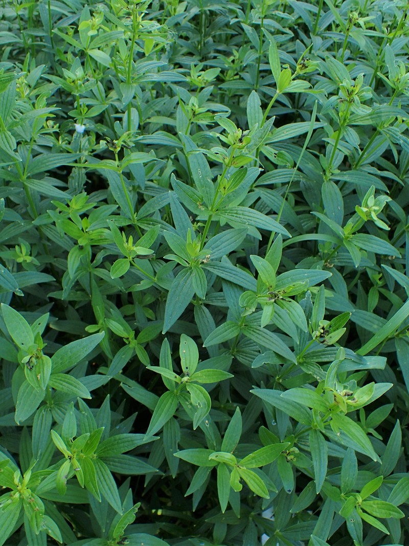 European Bedstraw