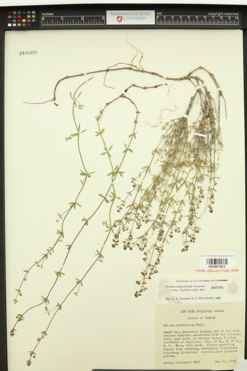 Galium serpenticum subsp. dayense