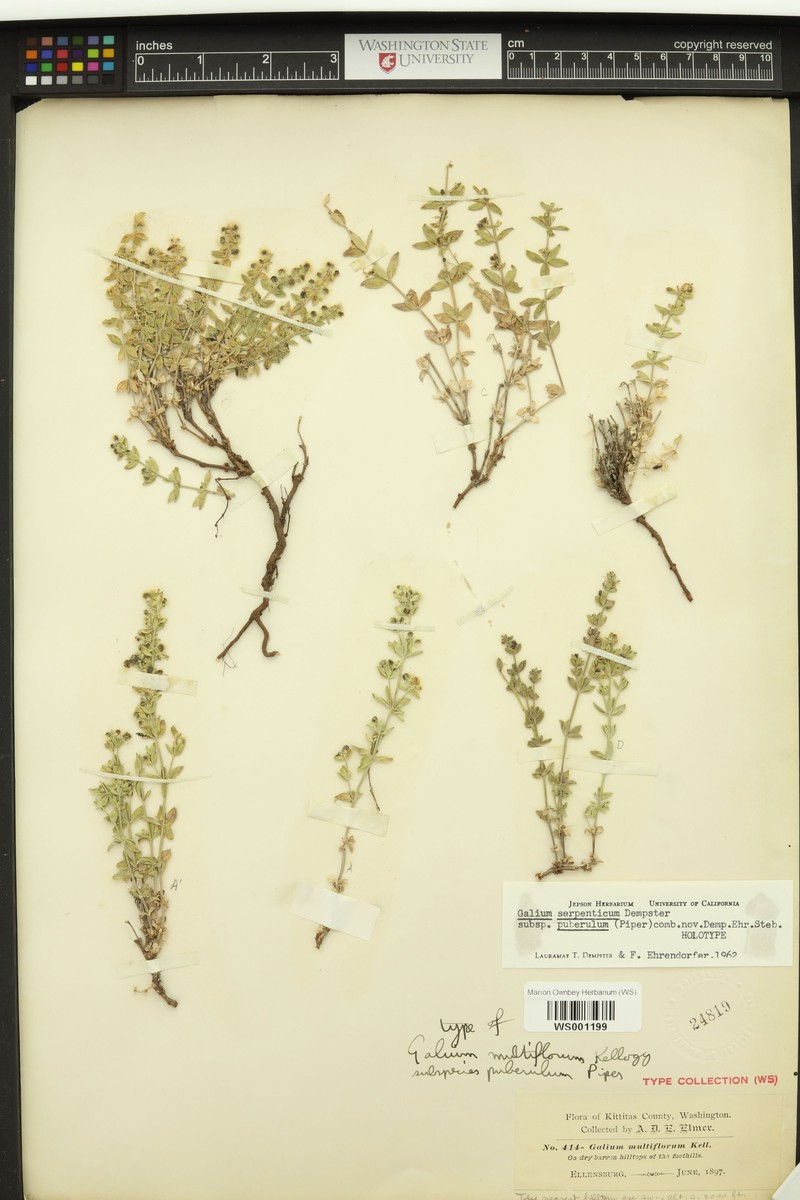 Galium serpenticum subsp. puberulum
