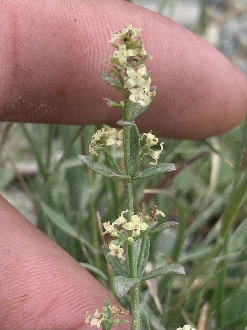 Galium serpenticum subsp. scotticum