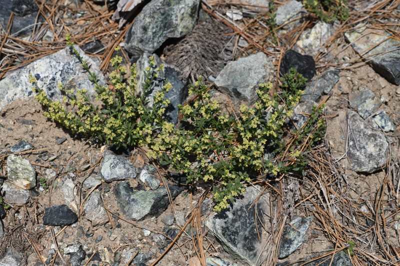 Galium serpenticum subsp. scotticum photo 2