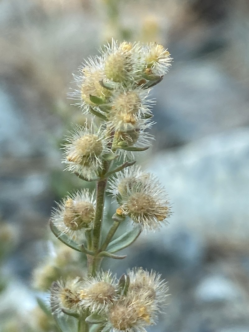Galium serpenticum subsp. scotticum photo 3