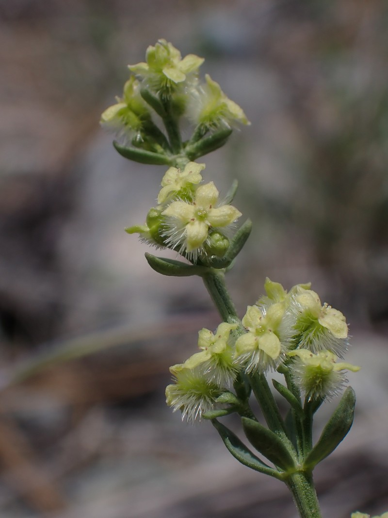 Galium serpenticum subsp. scotticum photo 4