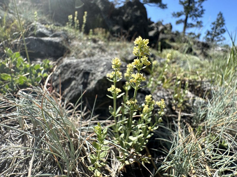 Galium serpenticum subsp. scotticum photo 5