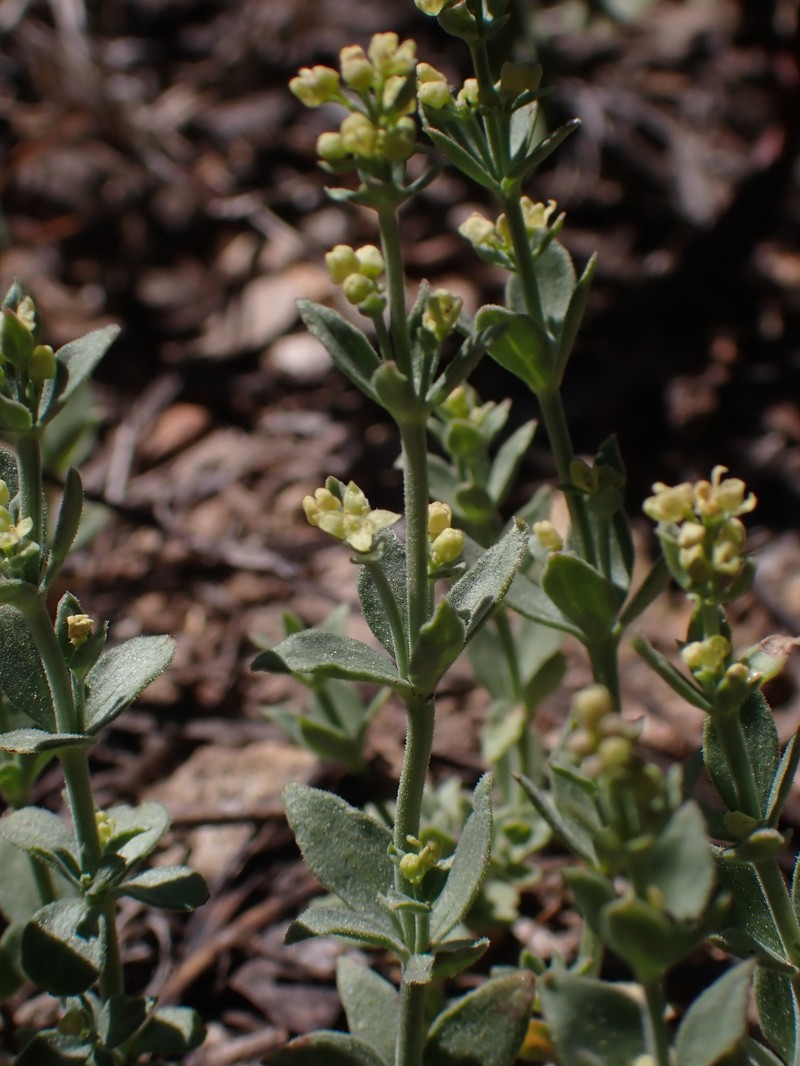 Galium serpenticum subsp. scotticum photo 6