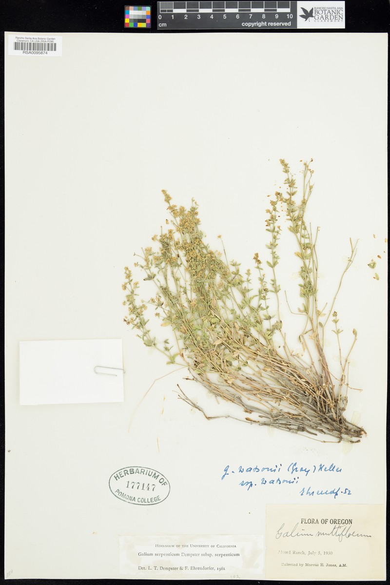 Galium serpenticum subsp. serpenticum