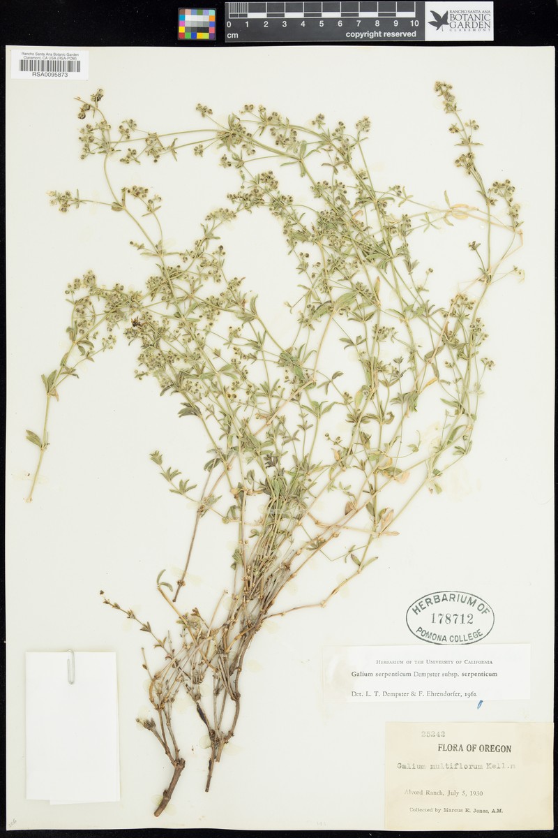 Galium serpenticum subsp. serpenticum photo 2