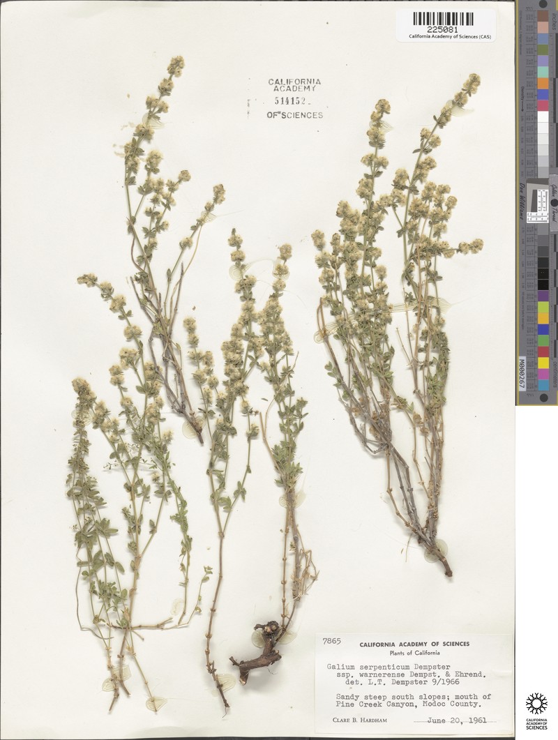 Galium serpenticum subsp. warnerense