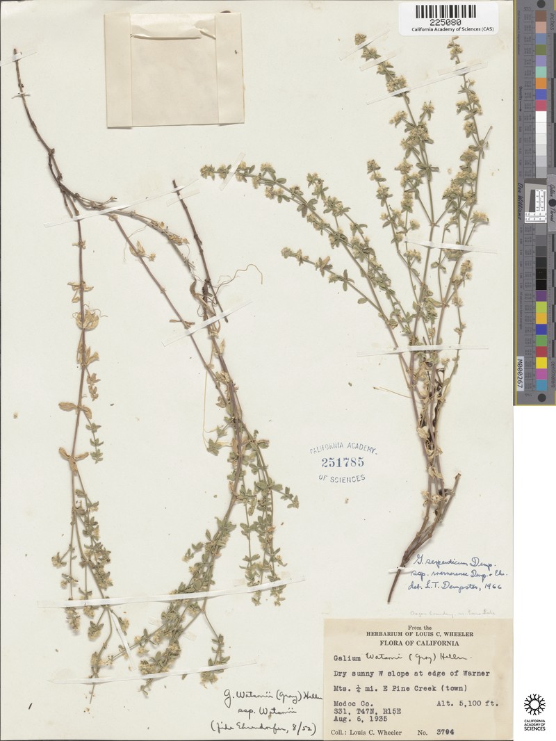 Galium serpenticum subsp. warnerense photo 2