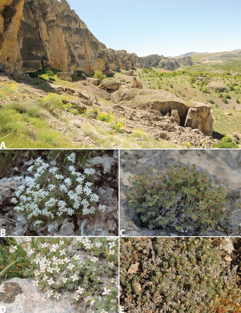 Galium shinasii