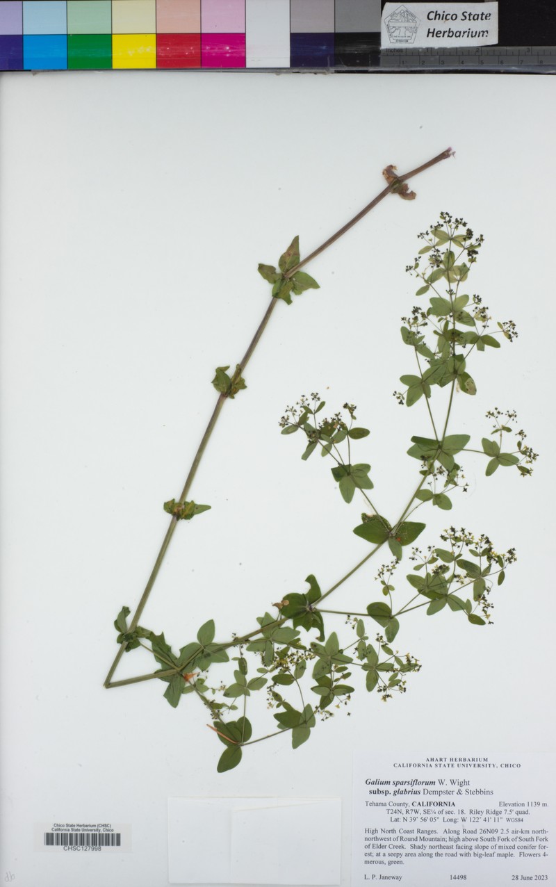 Galium sparsiflorum subsp. glabrius