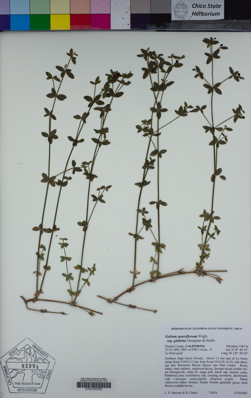 Galium sparsiflorum subsp. glabrius photo 2