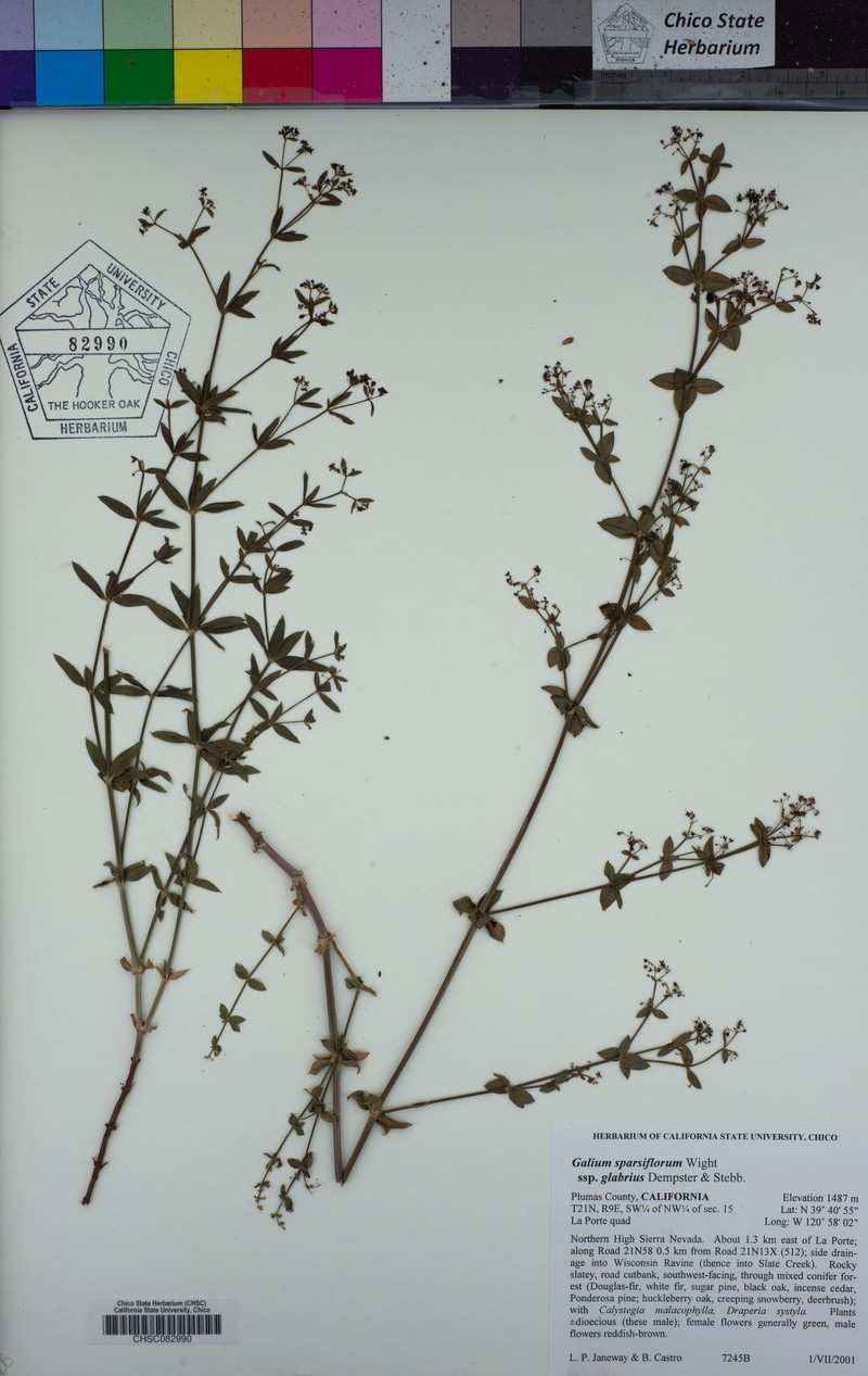 Galium sparsiflorum subsp. glabrius photo 3