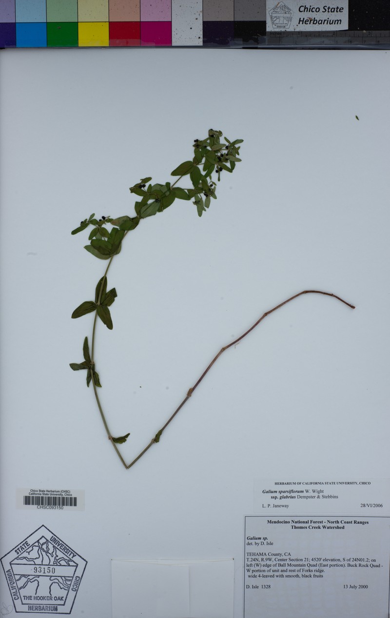 Galium sparsiflorum subsp. glabrius photo 4