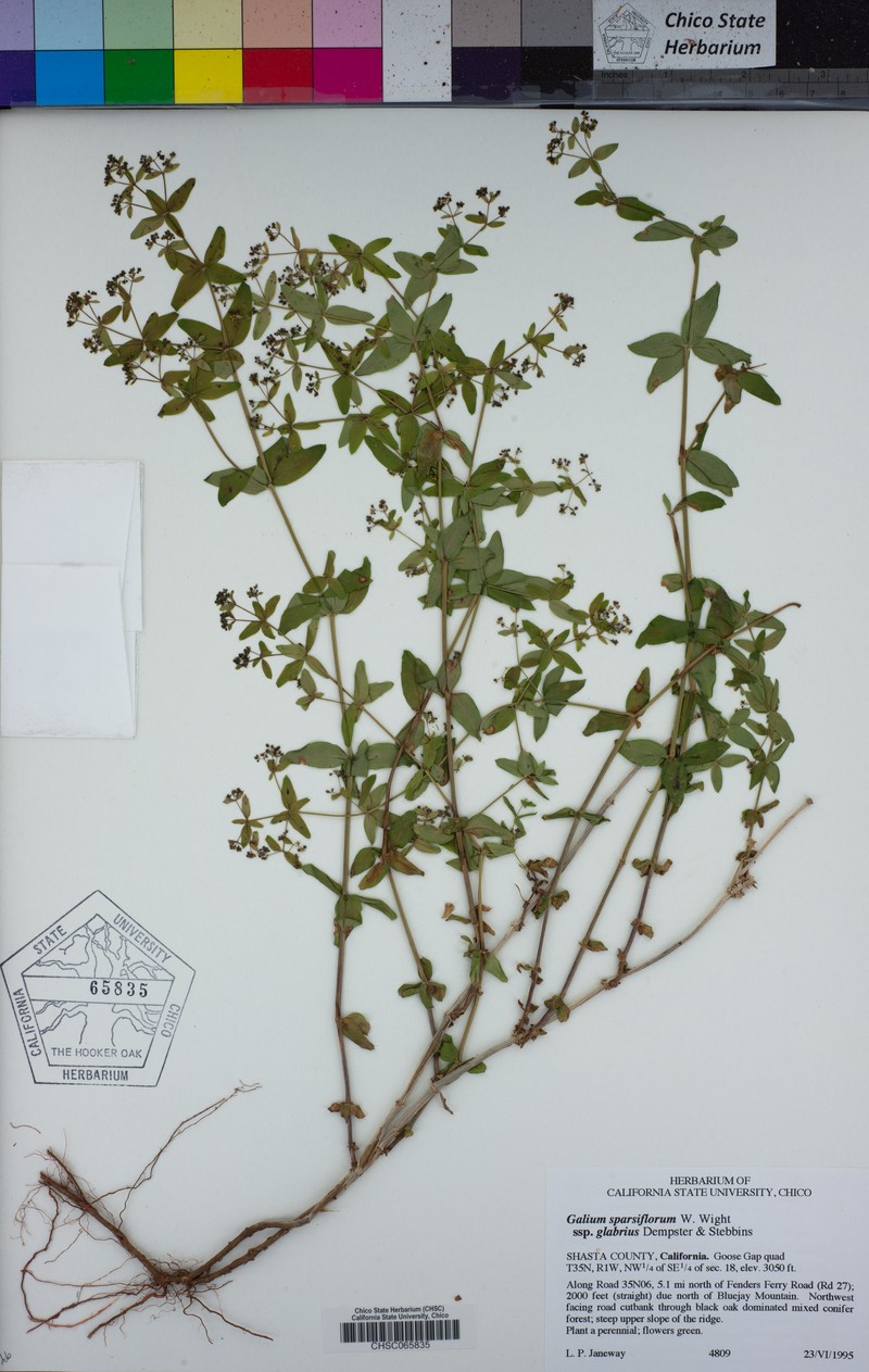 Galium sparsiflorum subsp. glabrius photo 5