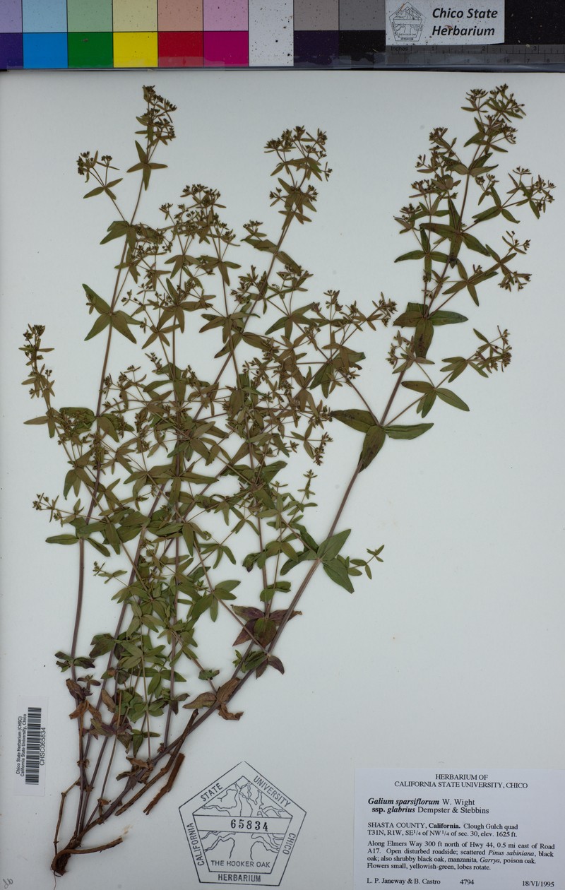Galium sparsiflorum subsp. glabrius photo 6