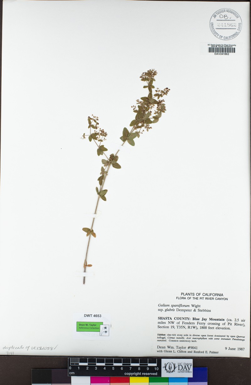 Galium sparsiflorum subsp. glabrius photo 7