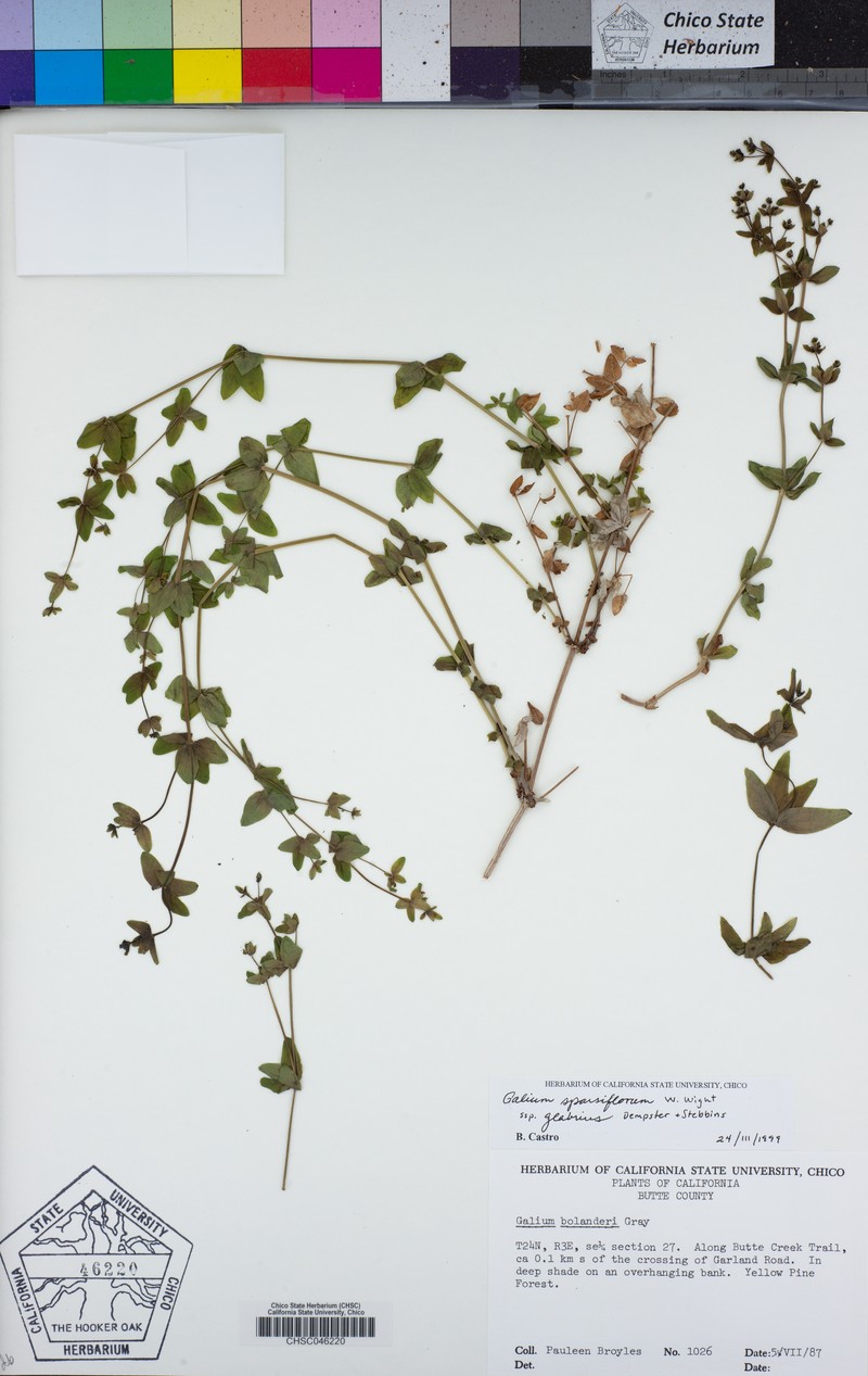 Galium sparsiflorum subsp. glabrius photo 8
