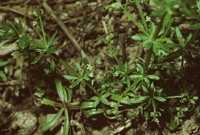 Galium spurium