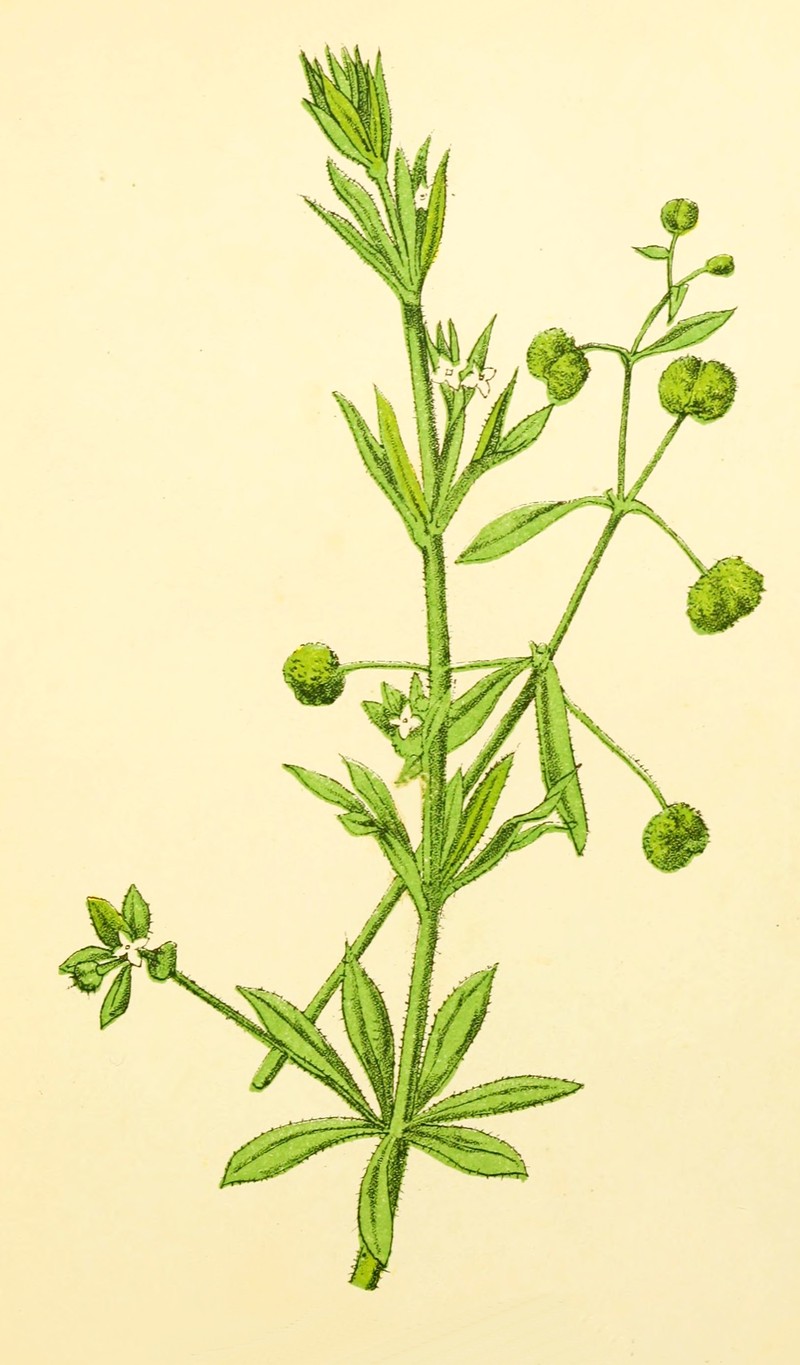Galium spurium photo 2