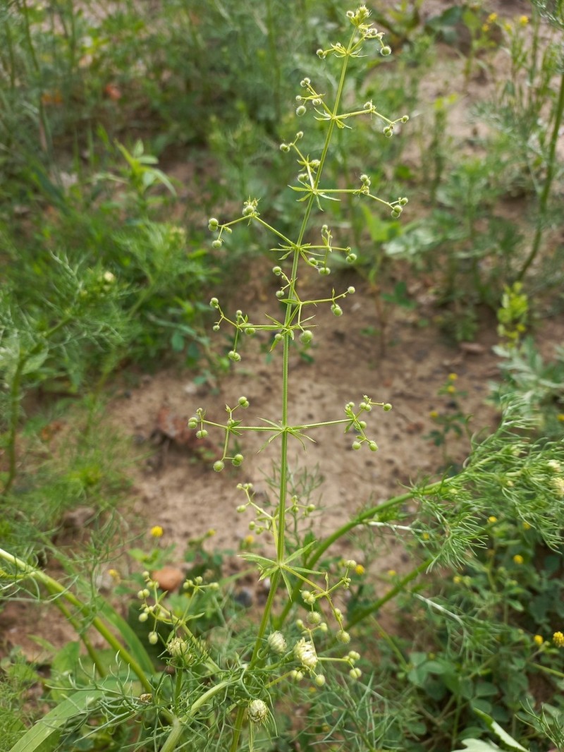 Galium spurium photo 3